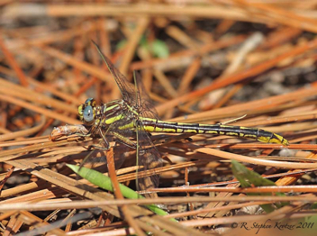 Phanogomphus exilis, female